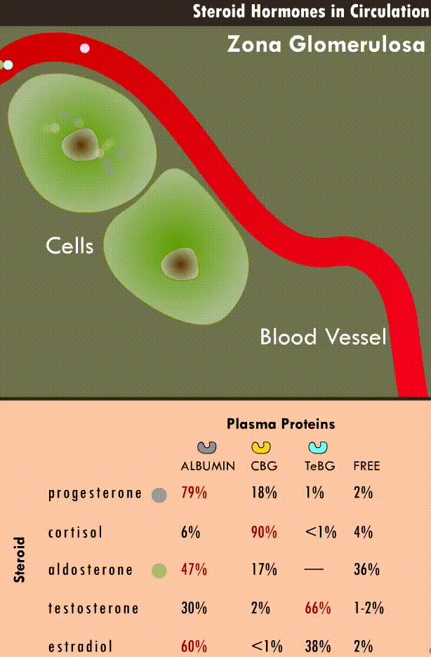 zona_glomerulosa_1-5-1