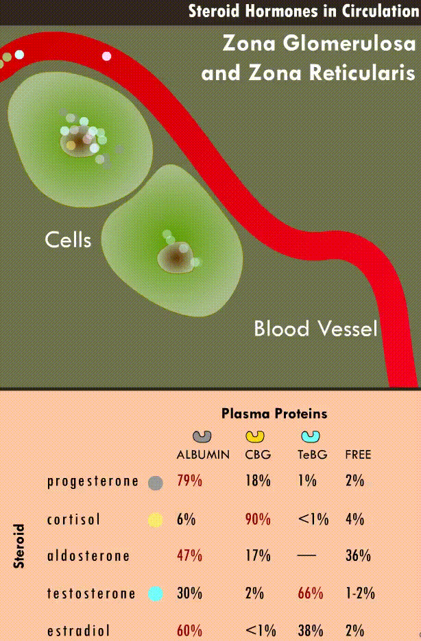 zona_reticularis_1-5-1