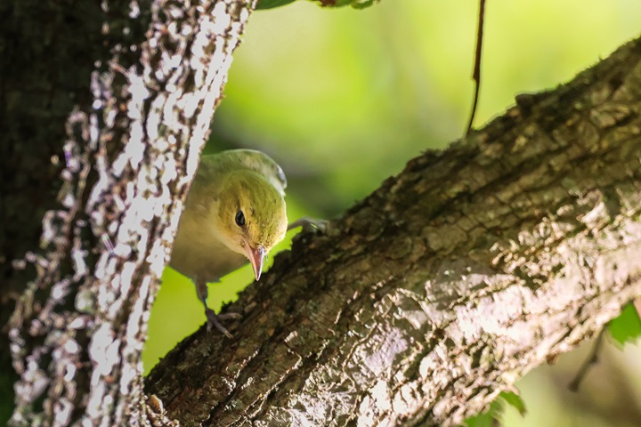 bird on a branch in Burnet Woods