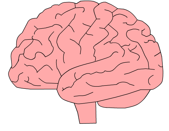 Illustration of a brain