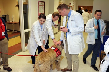 Therapy dog